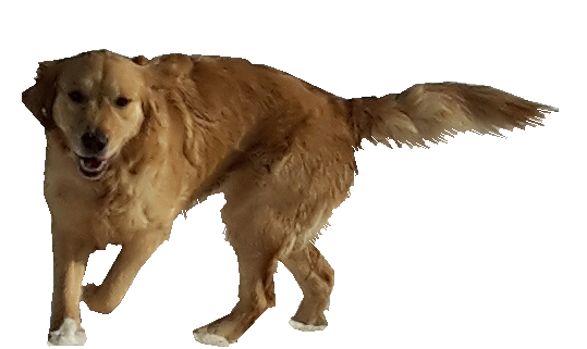 Hundedame Amy