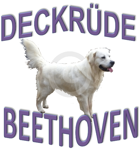 Deckrüde Beethoven
